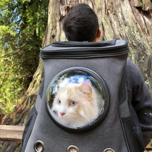 The Fat Cat Backpack For Larger Cats Capsule Bubble Window Cat Carrier