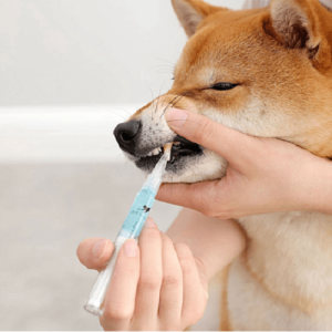 Pet S Teeth Health By Repairing And Preventing Disease