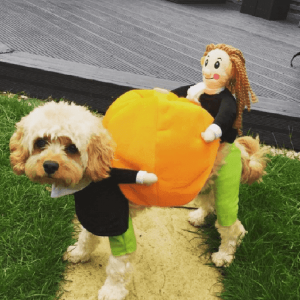 Halloween Special 49 Dog Cat Pumpkin Halloween Costume