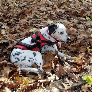 Multi Functional Full Body Lifting Dog Harness