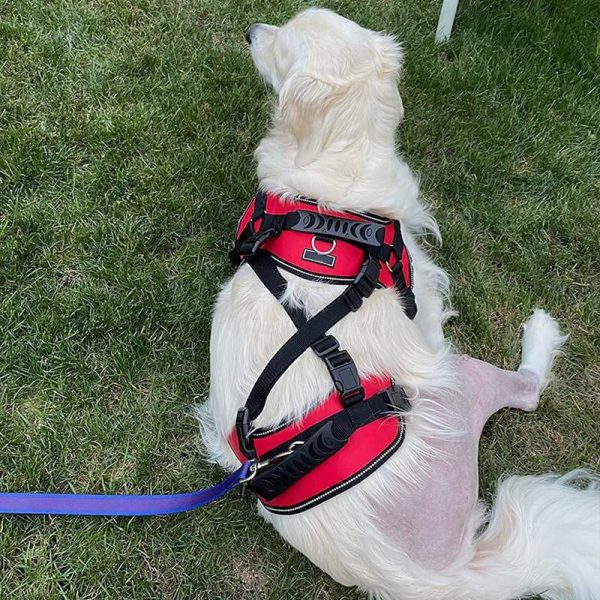 Multi Functional Full Body Lifting Dog Harness