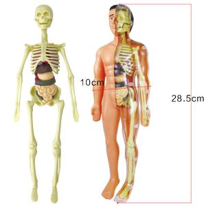 Human Skeleton Hand-Assembled Science And Education Toys